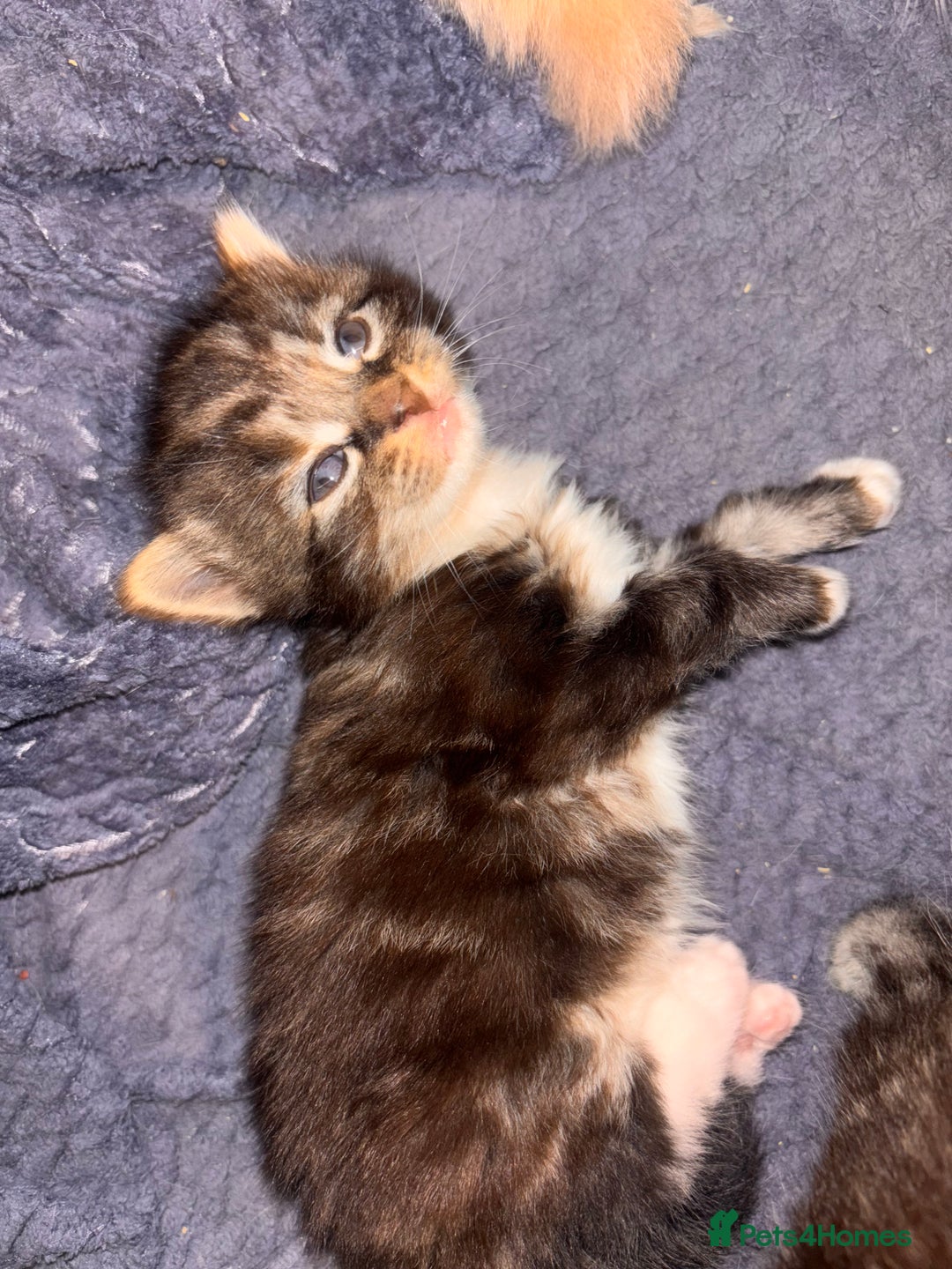 Domestic Shorthair cats for sale: Domestic short hair / long hair  - Image 2