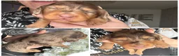 Miniature Dachshund dogs for sale: 3 Long hair mini dachshund puppies - Advert 32