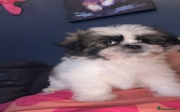 Mixed Breed dogs for sale: Shiranian boy puppies ready now  - Image 1