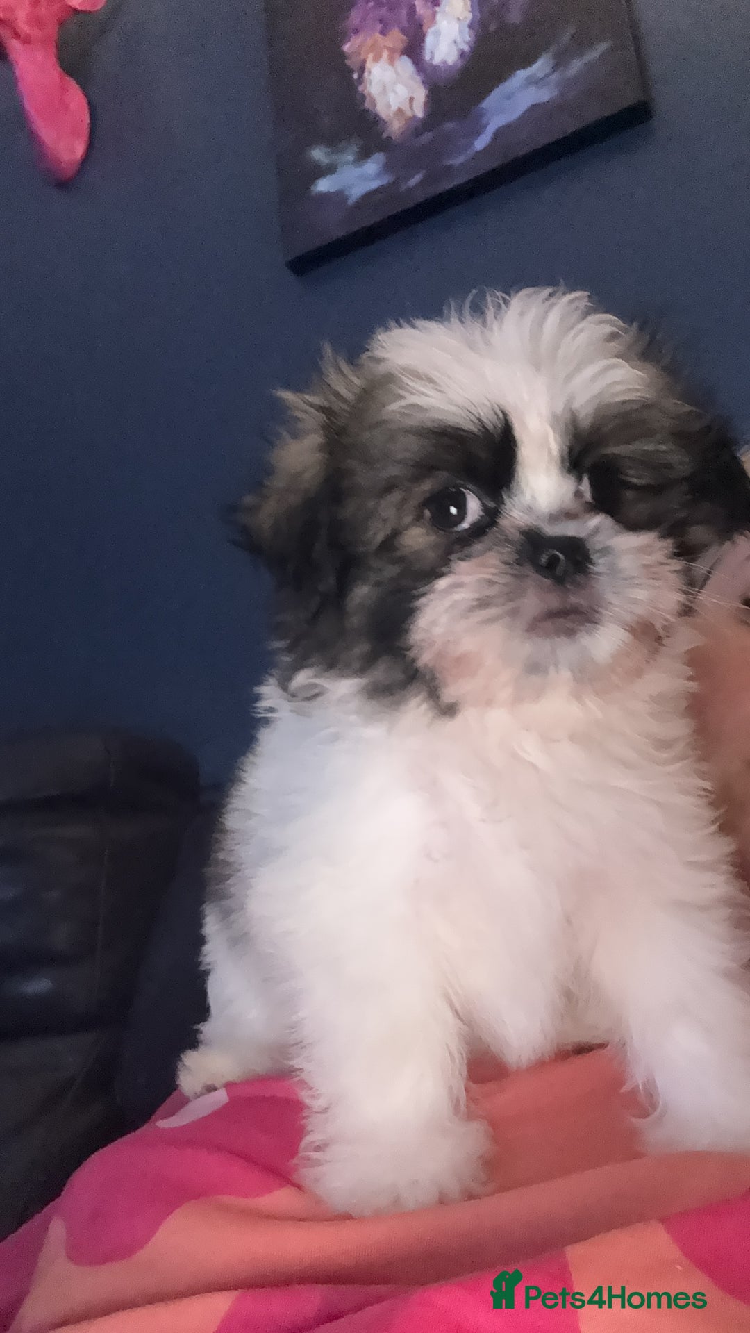 Mixed Breed dogs for sale: Shiranian boy puppies ready now  - Image 1