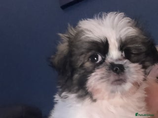 Mixed Breed dogs - Advert 1