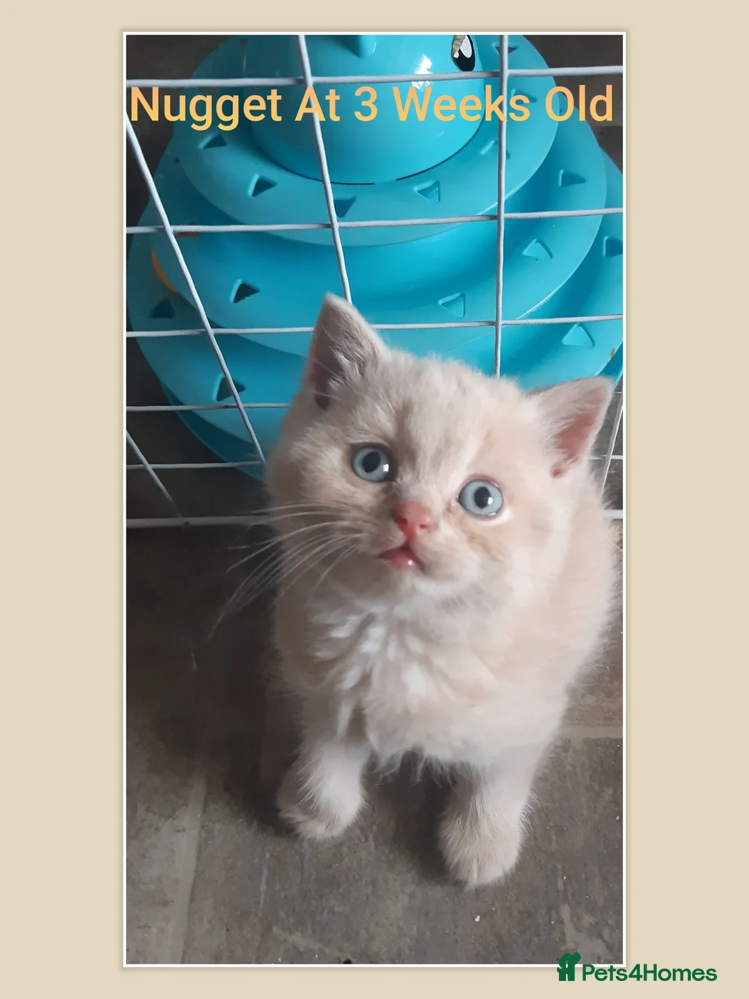 British Shorthair cats for sale: ** Sweet Little BSH Kitten ** - Advert 4