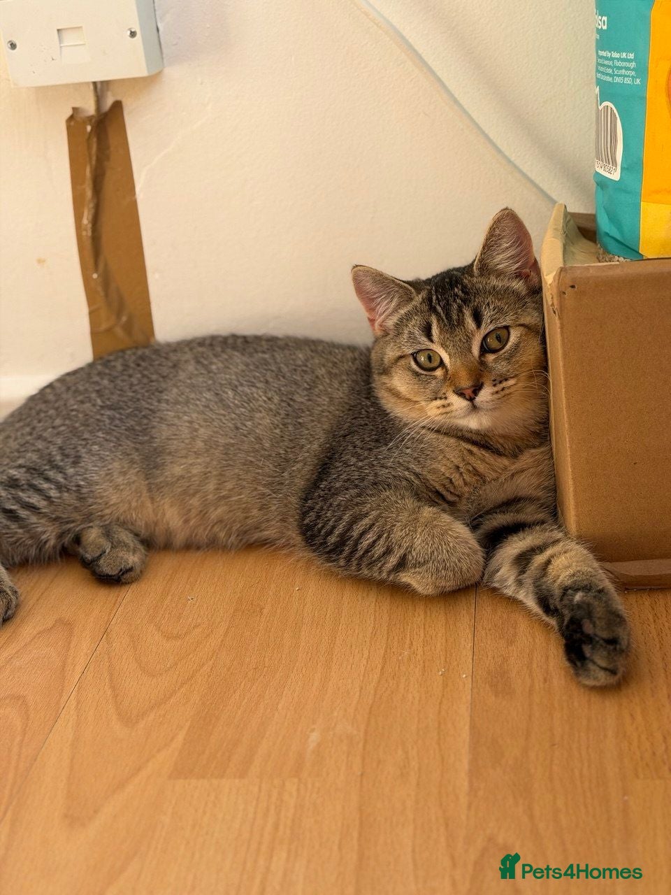 British Shorthair cats vaccinated calico girl 200£ tabby boy 200£  - Advert 3