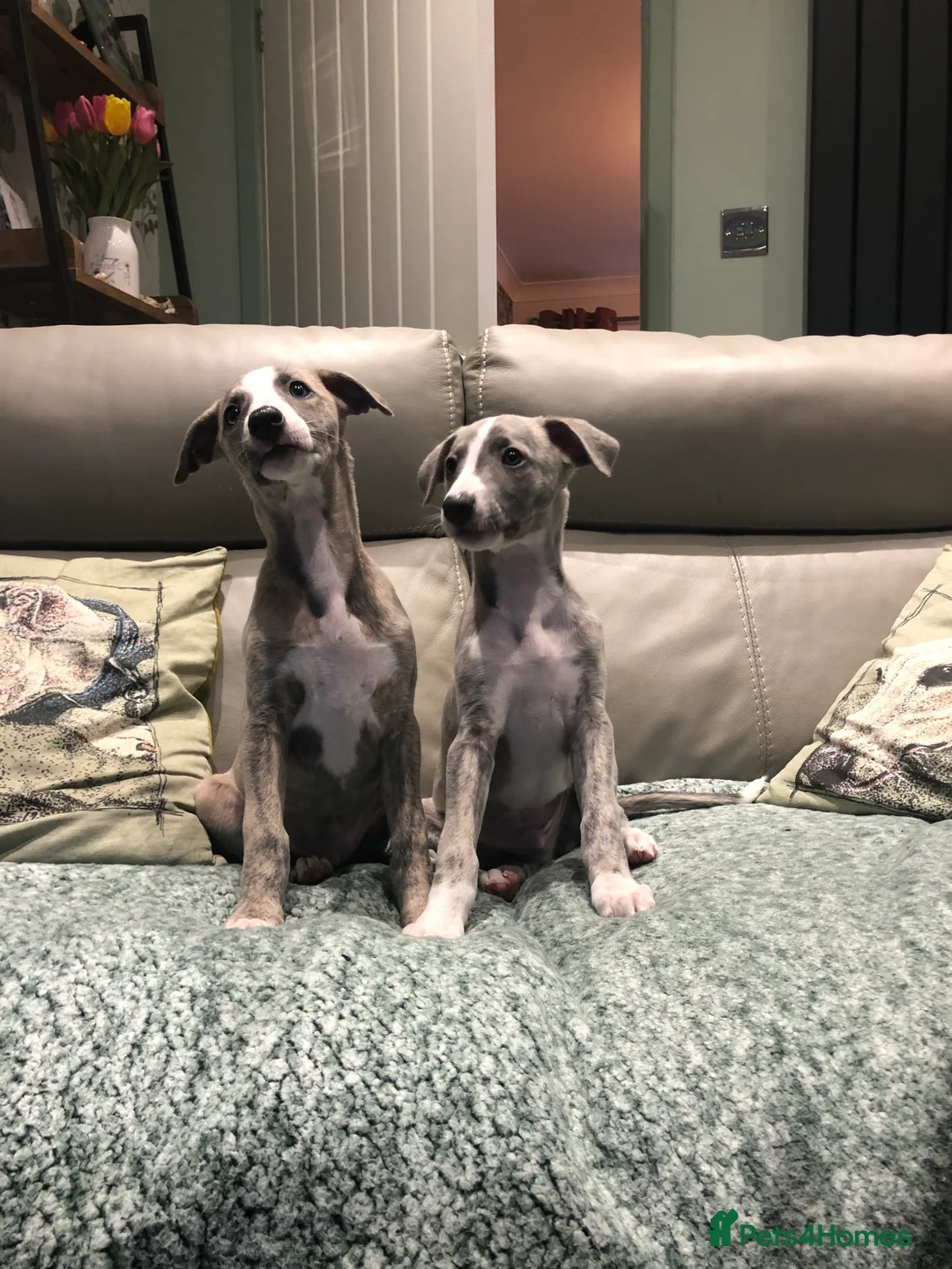 Whippet dogs for sale: Two exceptional kc registered pups available  - Advert 1