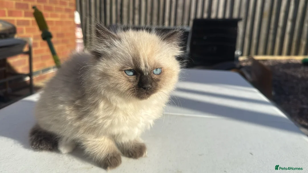 Ragdoll cats for sale: Lovely kittens available for rehome  - Advert 2