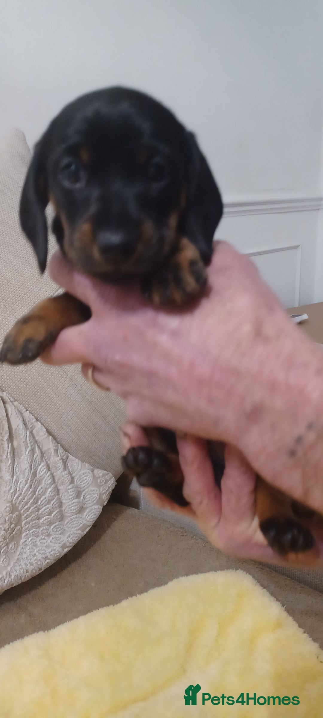 Miniature Dachshund dogs for sale: Miniature daschund  - Advert 4