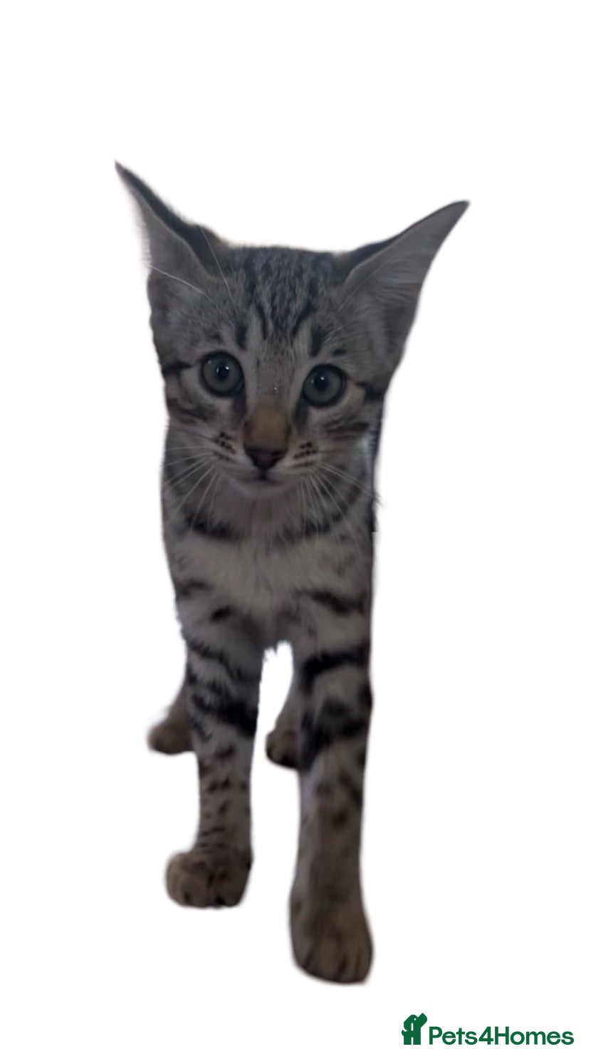 Bengal cats Stunning Snow Sepia Bengal x Savannah Kitten  - Advert 1