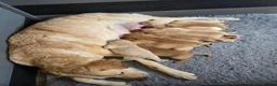 Labrador Retriever dogs for sale: Working Labrador puppies, Gun dog Mather  - Advert 13