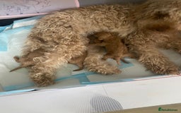 Goldendoodle dogs for sale: Australian Goldendoodel puppies  - Image 5