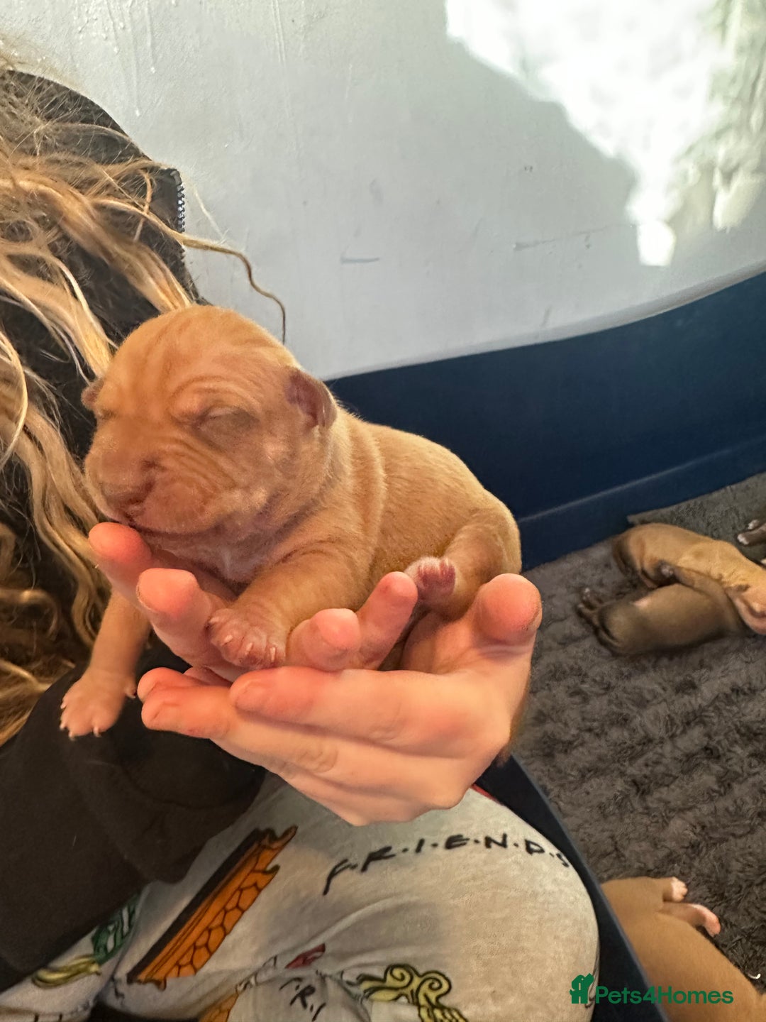 Mixed Breed dogs for sale: Staff X Sharpei puppies  - Advert 4
