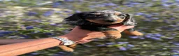 Dachshund dogs for sale: KEC REG MINIATURE LONG HAIRED dachshund puppies - Advert 4