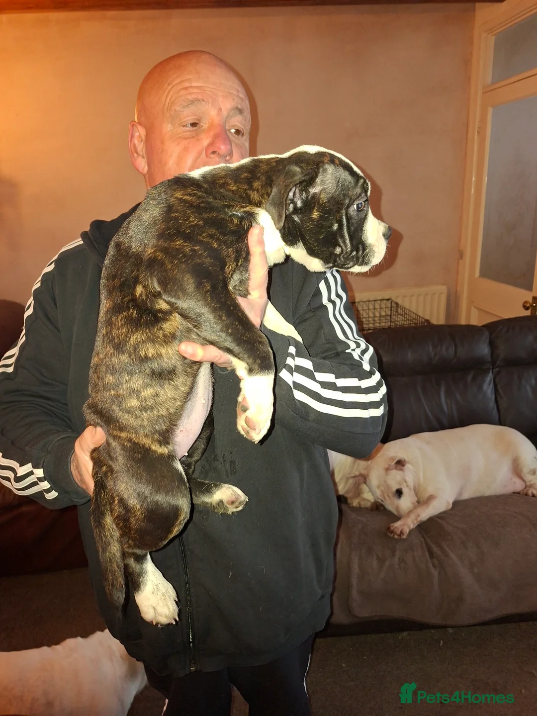 Mixed Breed dogs for sale: Big beautiful Bull Staffs  - Advert 10