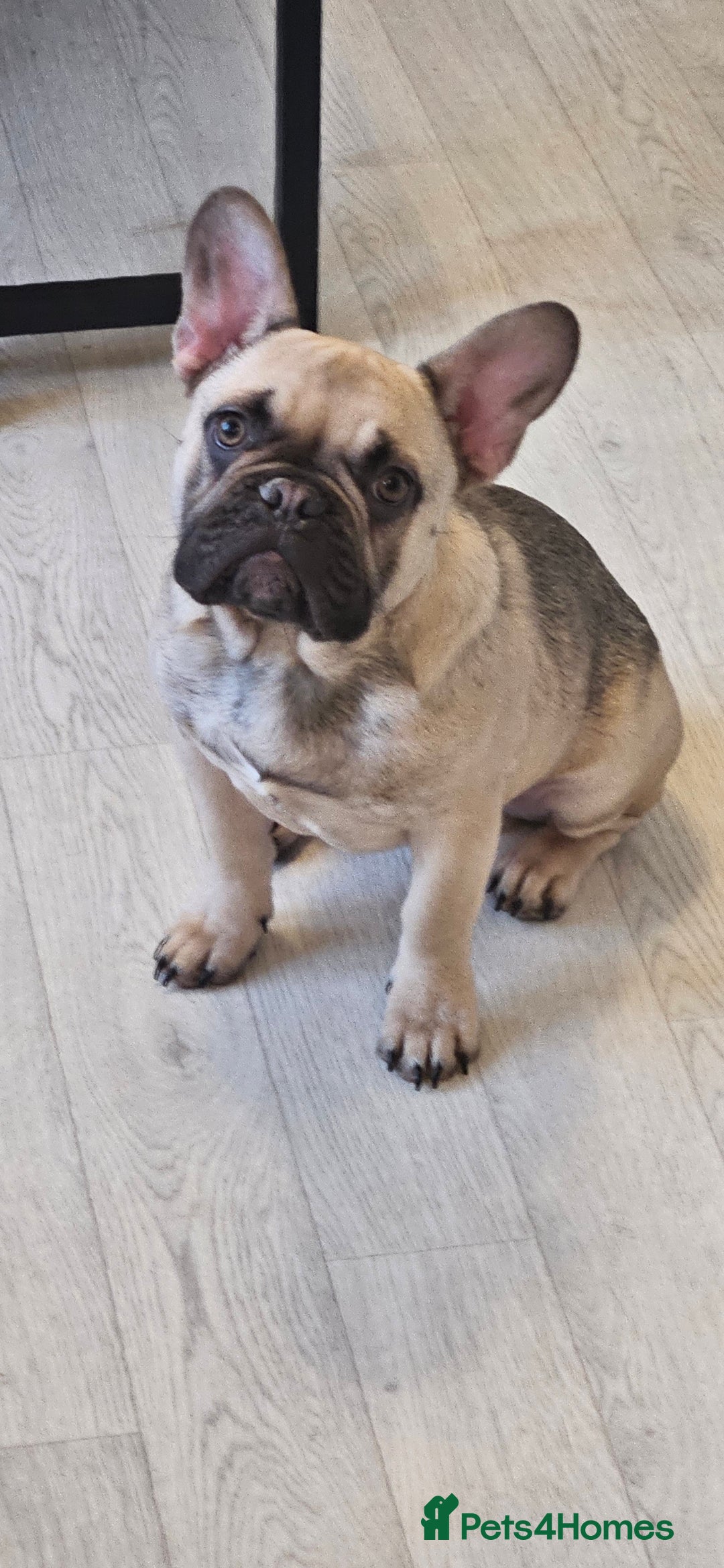 Mixed Breed dogs for sale: 15 month old French bulldog - Advert 11