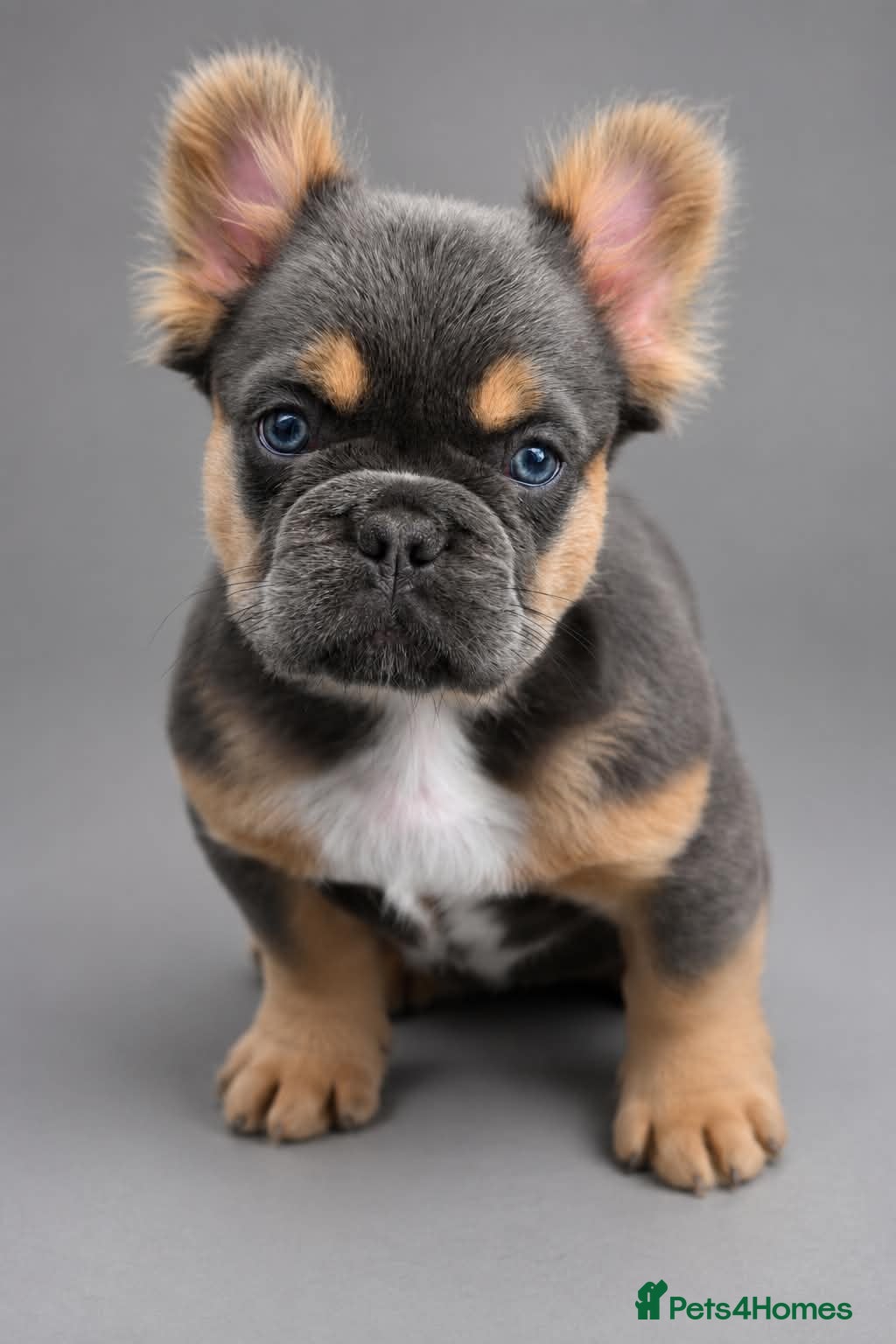 French Bulldog dogs Fluffy French Bulldog Puppies  - Advert 2
