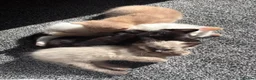 Mixed Breed cats for sale: Kittens for sale  in Clacton-on-Sea - Advert 4