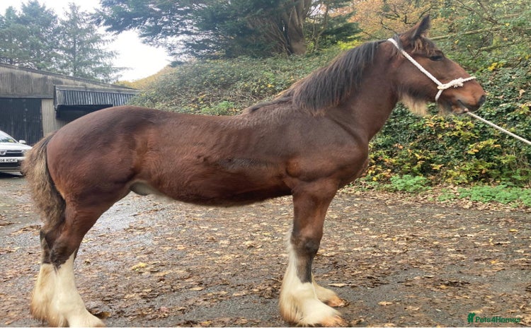 Shire horses - Advert 1