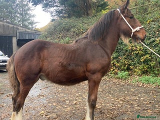 Shire horses Registered shire colt foal - Advert 4