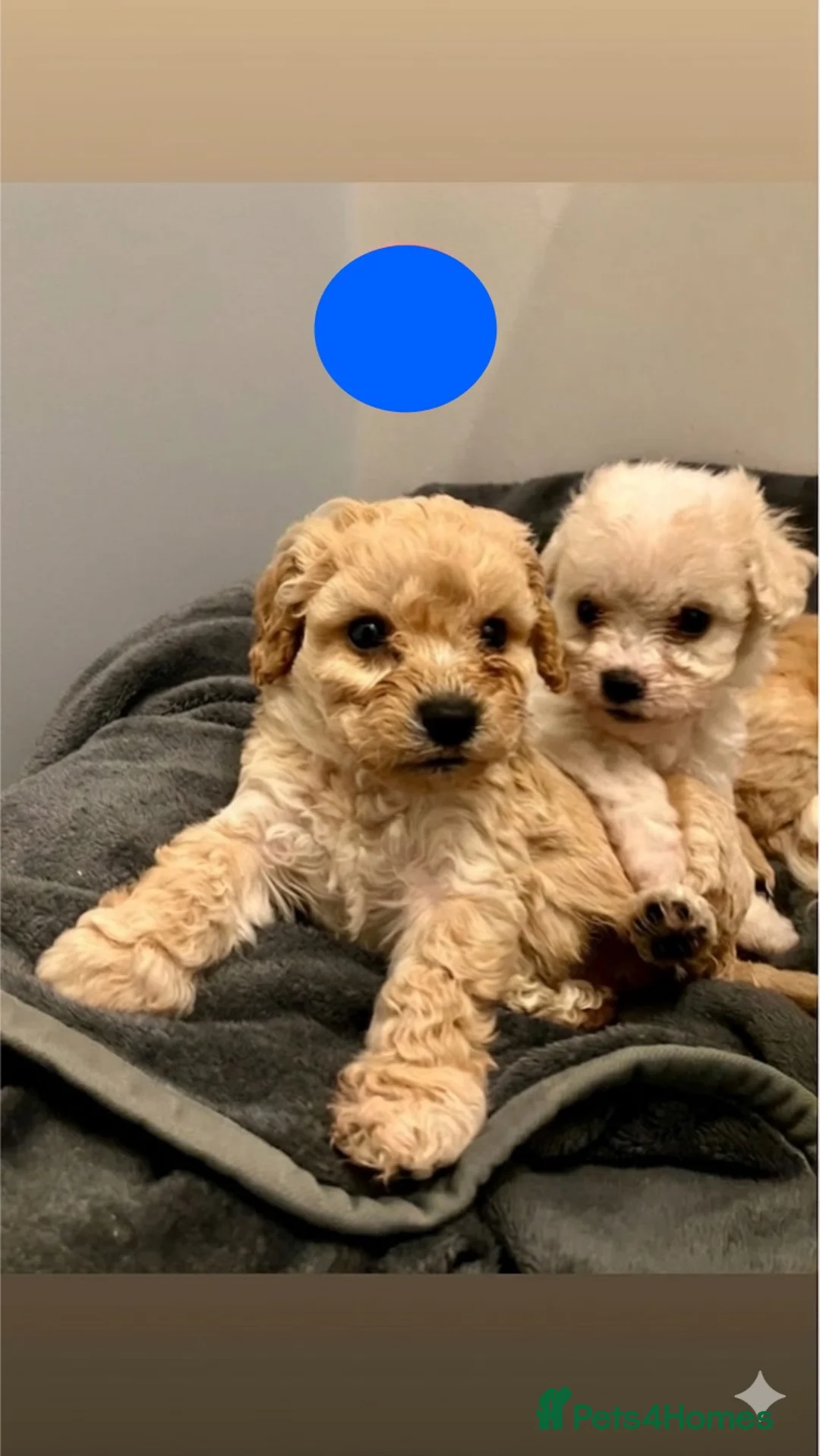 Cavapoo dogs for sale: Beautiful Cavapoo puppies 🐶  - Advert 2