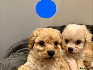 Cavapoo dogs Beautiful Cavapoo puppies 🐶 - Advert 3