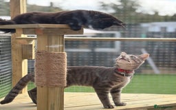 Siamese cats for sale: Male Siamese Cross  - Image 1