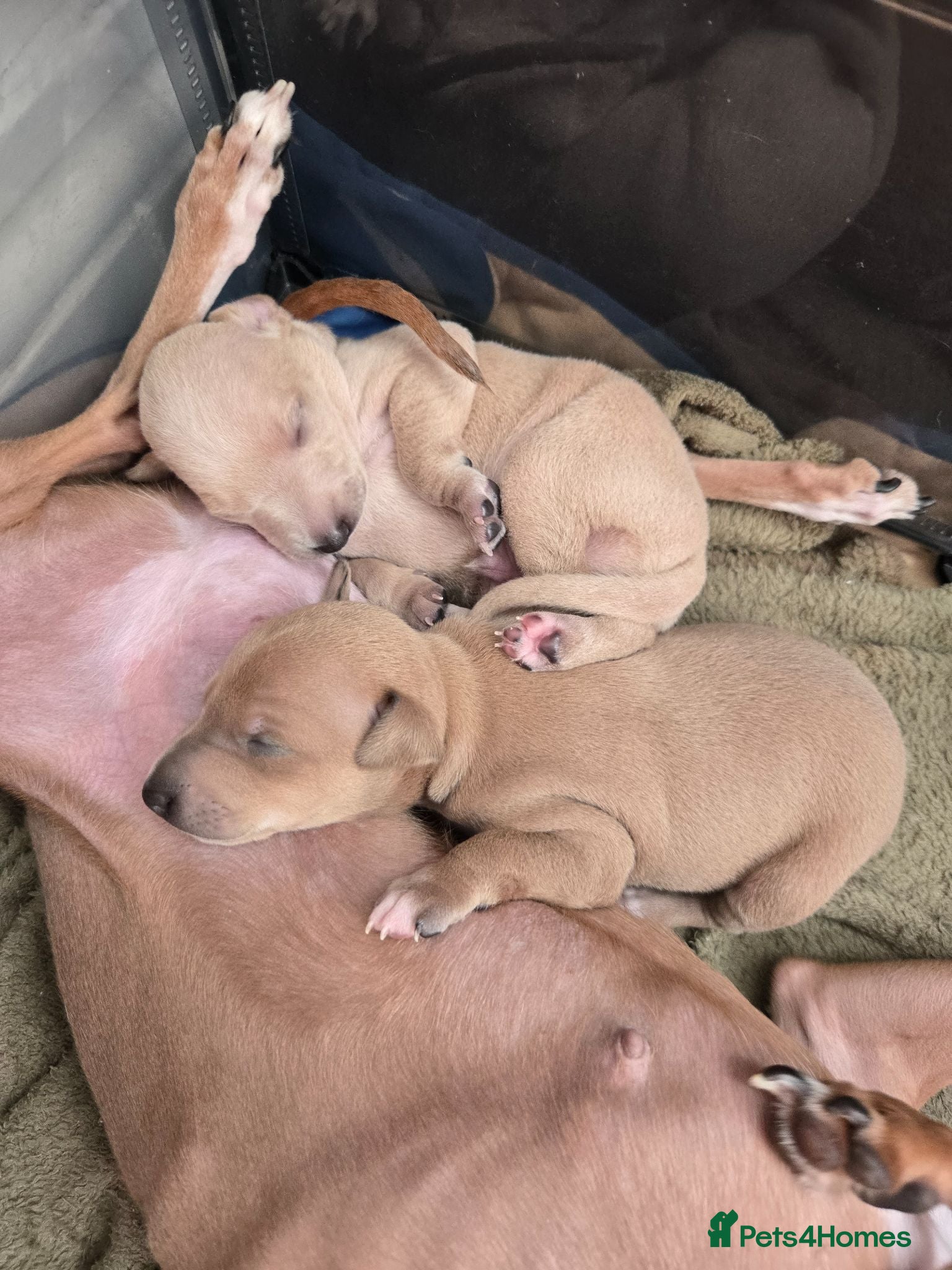 Italian Greyhound dogs 2 tiny KC registered Italian Greyhound boys - Advert 1