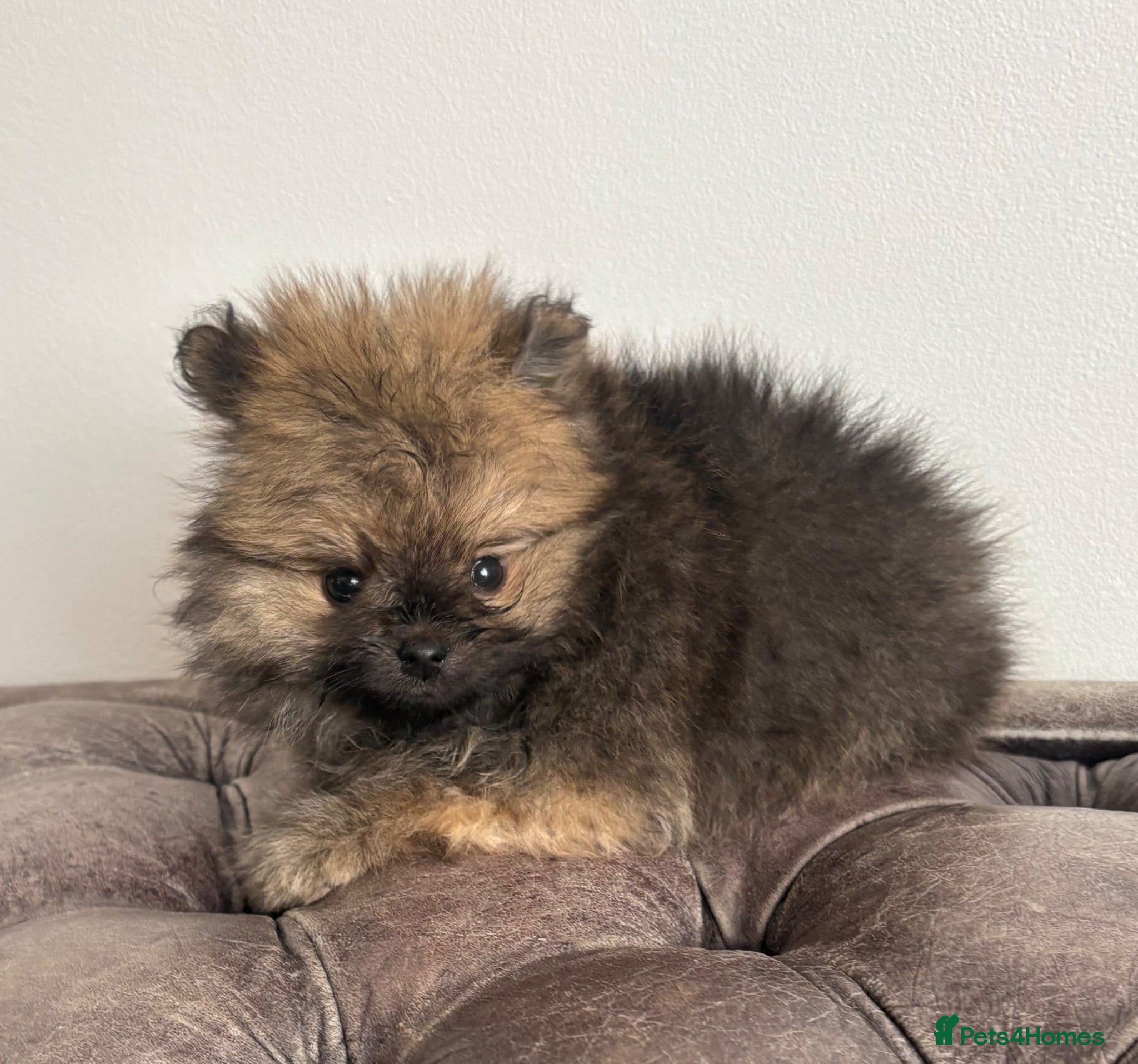 Pomeranian dogs Three KC Female Pomeranians. Ready now ! - Advert 8
