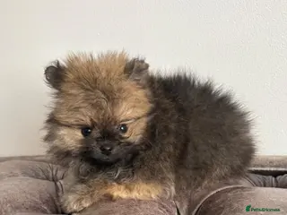 Pomeranian dogs Three KC Female Pomeranians. Ready now ! - Advert 1