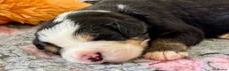 Bernese Mountain Dog dogs for sale: KC Registered Bernese Mountain Dog Puppies - Advert 21