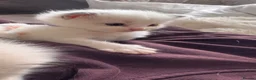 Ragdoll cats for sale: Stunning Bi-Colour Ragdoll Kittens – 7 Available   - Advert 1