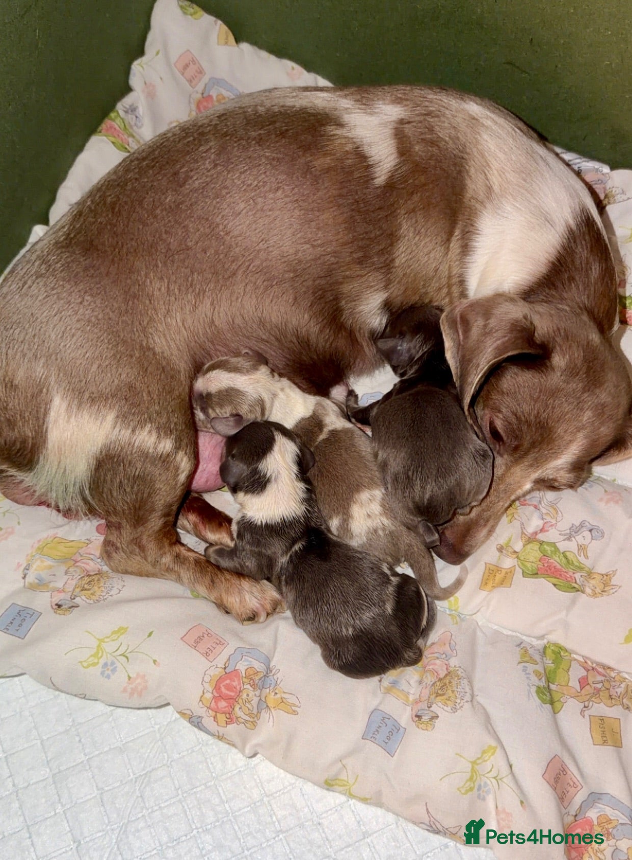 Dachshund dogs Beautiful babies  - Advert 1