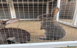 Rex rabbits for sale: *only 3 left* Mini rex x READY WEDNESDAY! 🐰  in Alfreton - Image 7