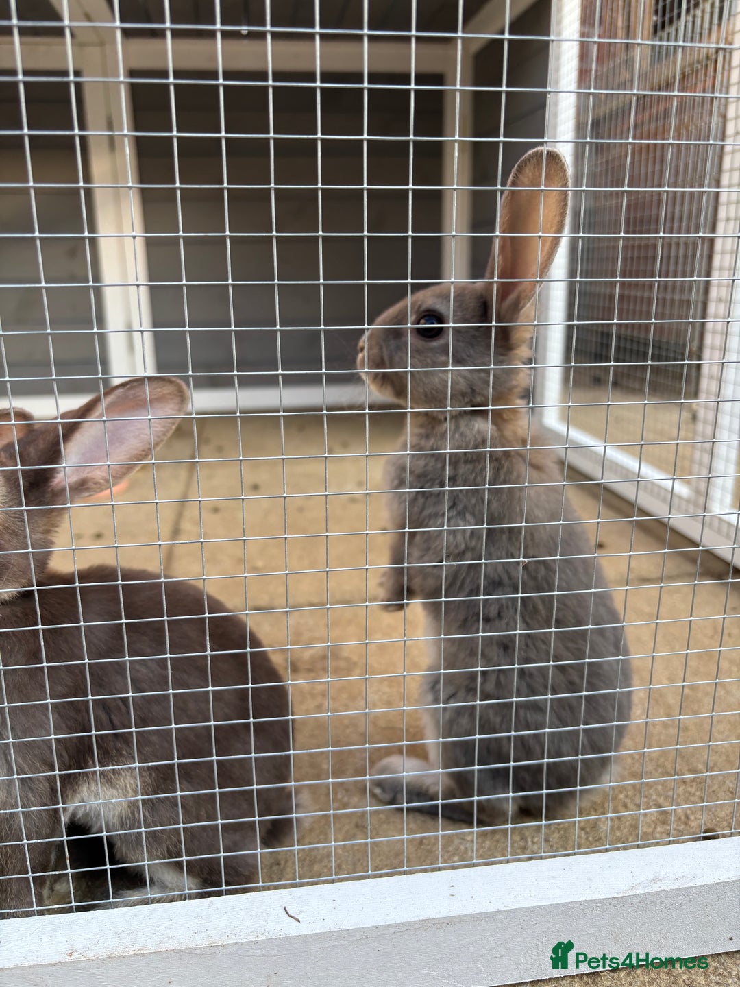 Rex rabbits for sale: *only 3 left* Mini rex x READY WEDNESDAY! 🐰  in Alfreton - Image 7
