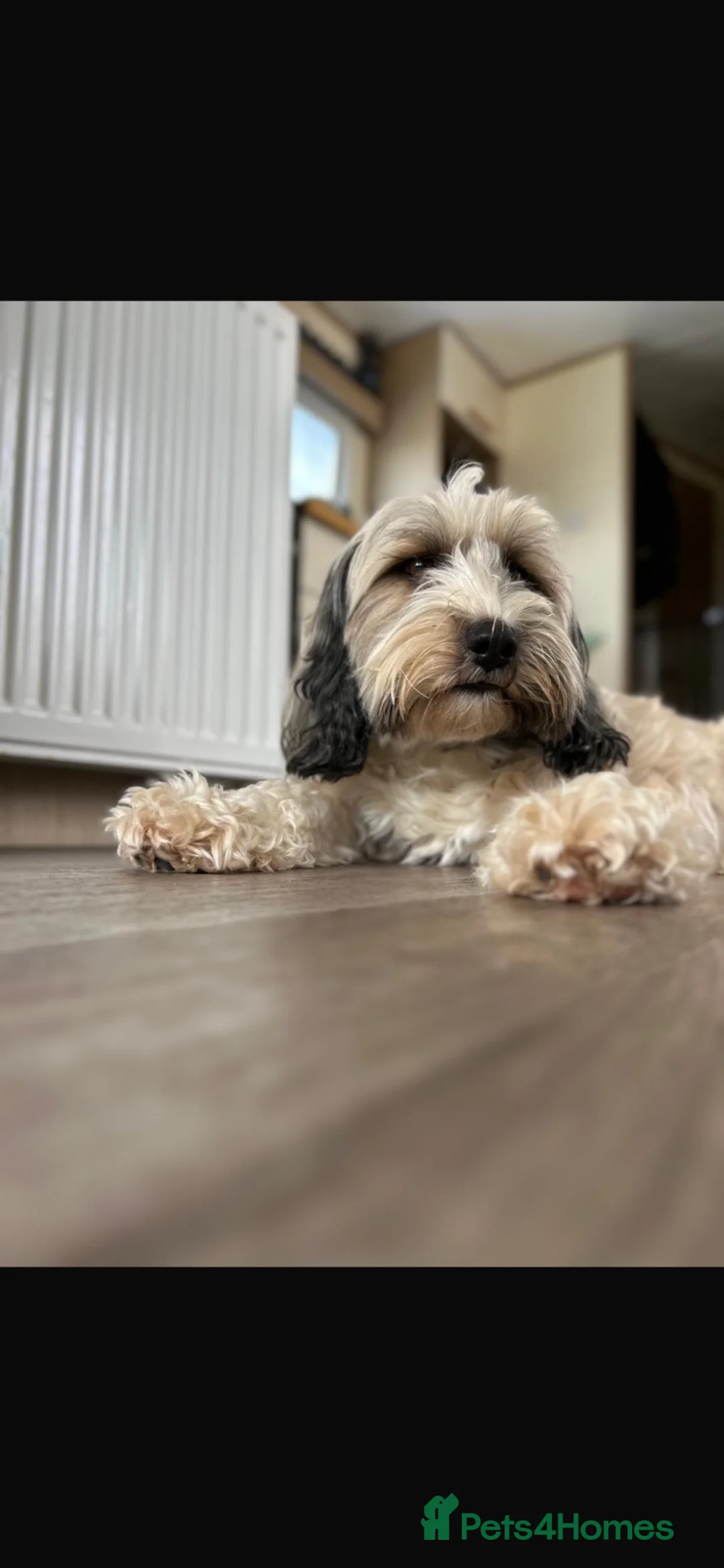 Tibetan Terrier dogs for sale: TT Gorgeous Girl 5years fully heath tested  - Advert 1