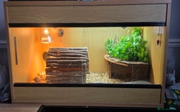 Tortoise reptiles for sale: Horsefield tortoises  - Advert 6