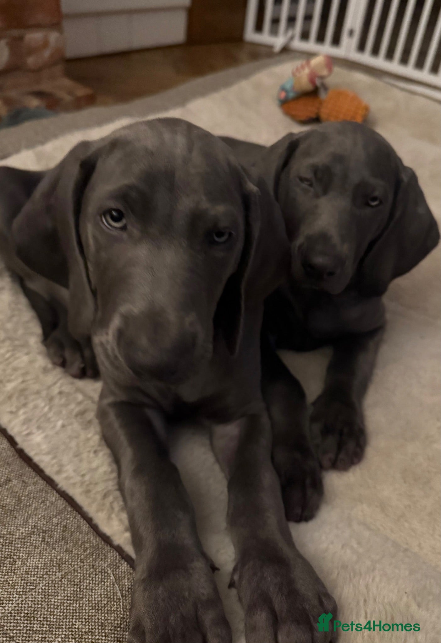 Weimaraner dogs KC Reg Weimaraner Puppies Silver & Blue - Advert 2