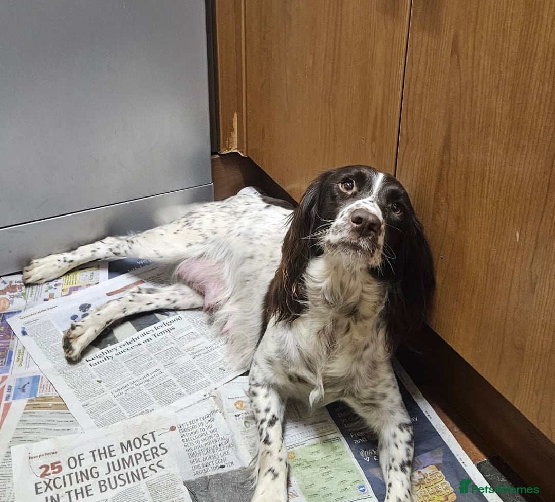 English Springer Spaniel dogs for sale: Quality B&W English Springer Spaniel Puppies - Advert 4
