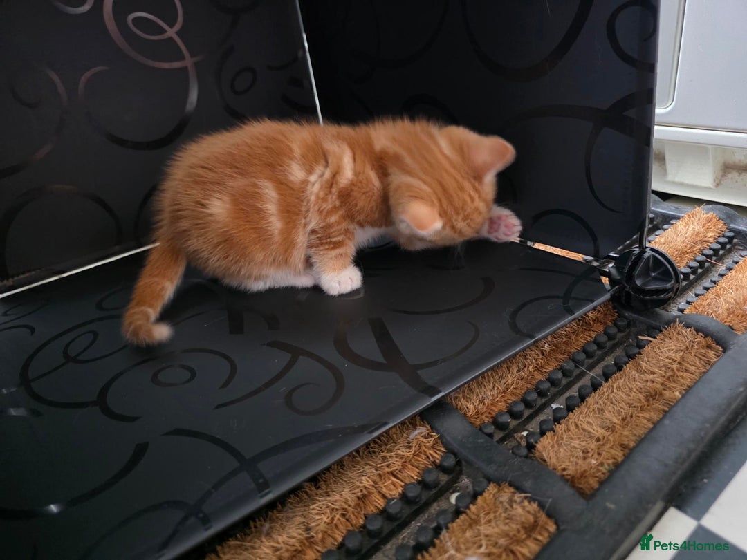 British Shorthair cats for sale: Rare ginger females. 1 male. British shorthair - Advert 32