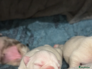 French Bulldog dogs - Advert 1