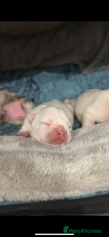 French Bulldog dogs - Advert 1