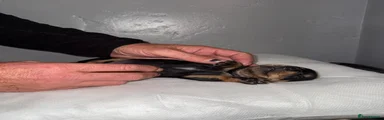 Miniature Dachshund 2