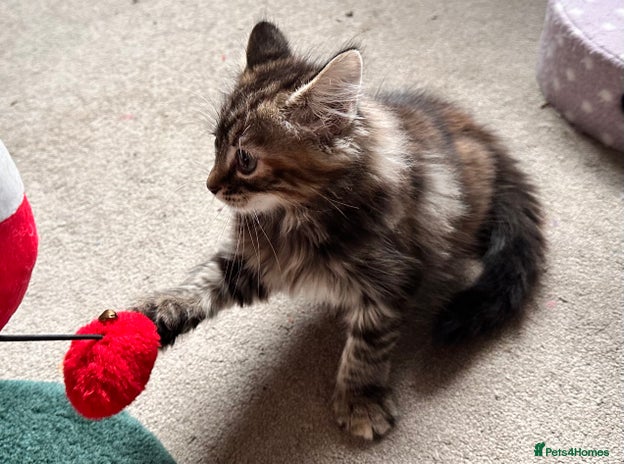 Mixed Breed cats Amiable mixed breed kittens - Advert 15