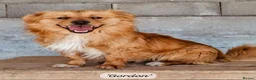 Mixed Breed dogs for adoption: Gordon 3-4 years .Available for adoption in Brixham - Advert 10