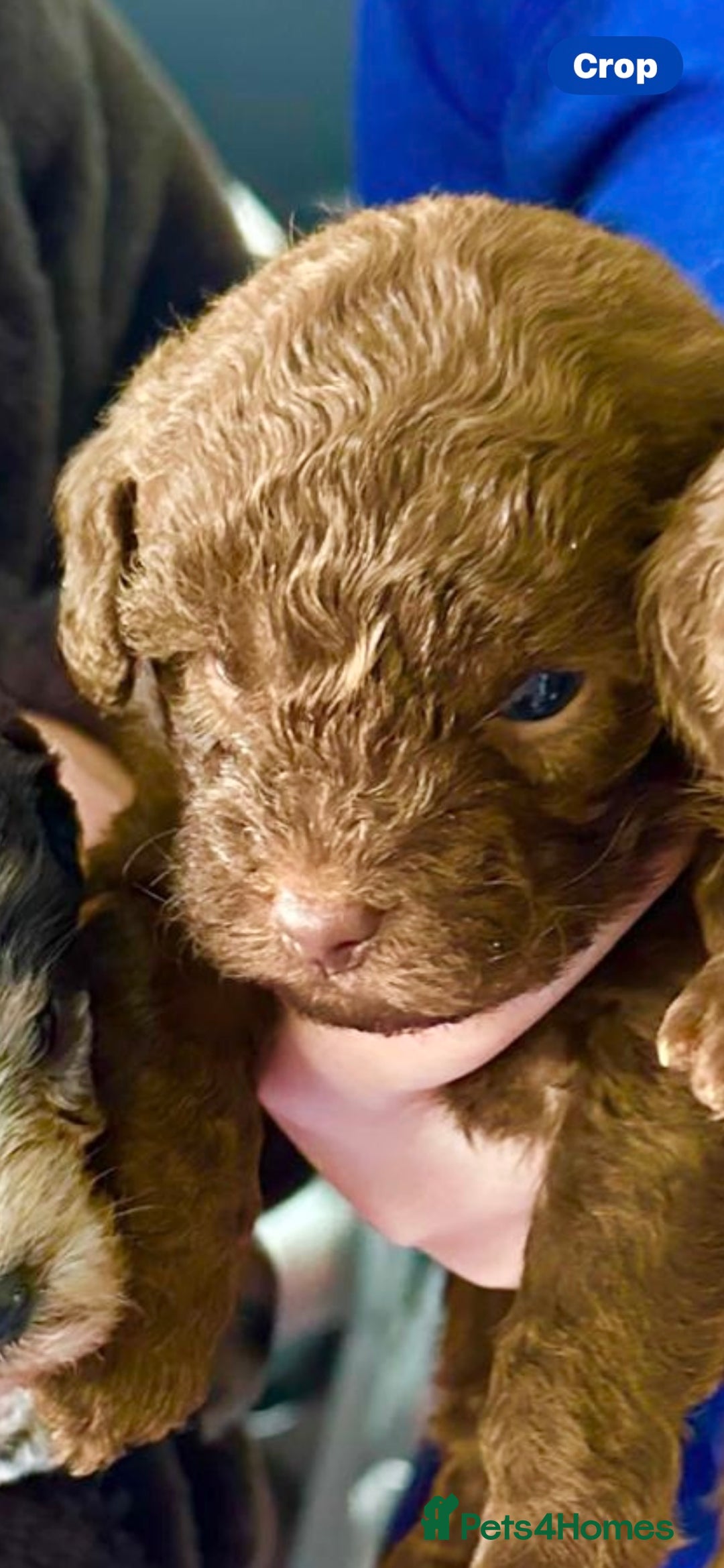 Yorkiepoo dogs for sale:  We go We - Advert 11