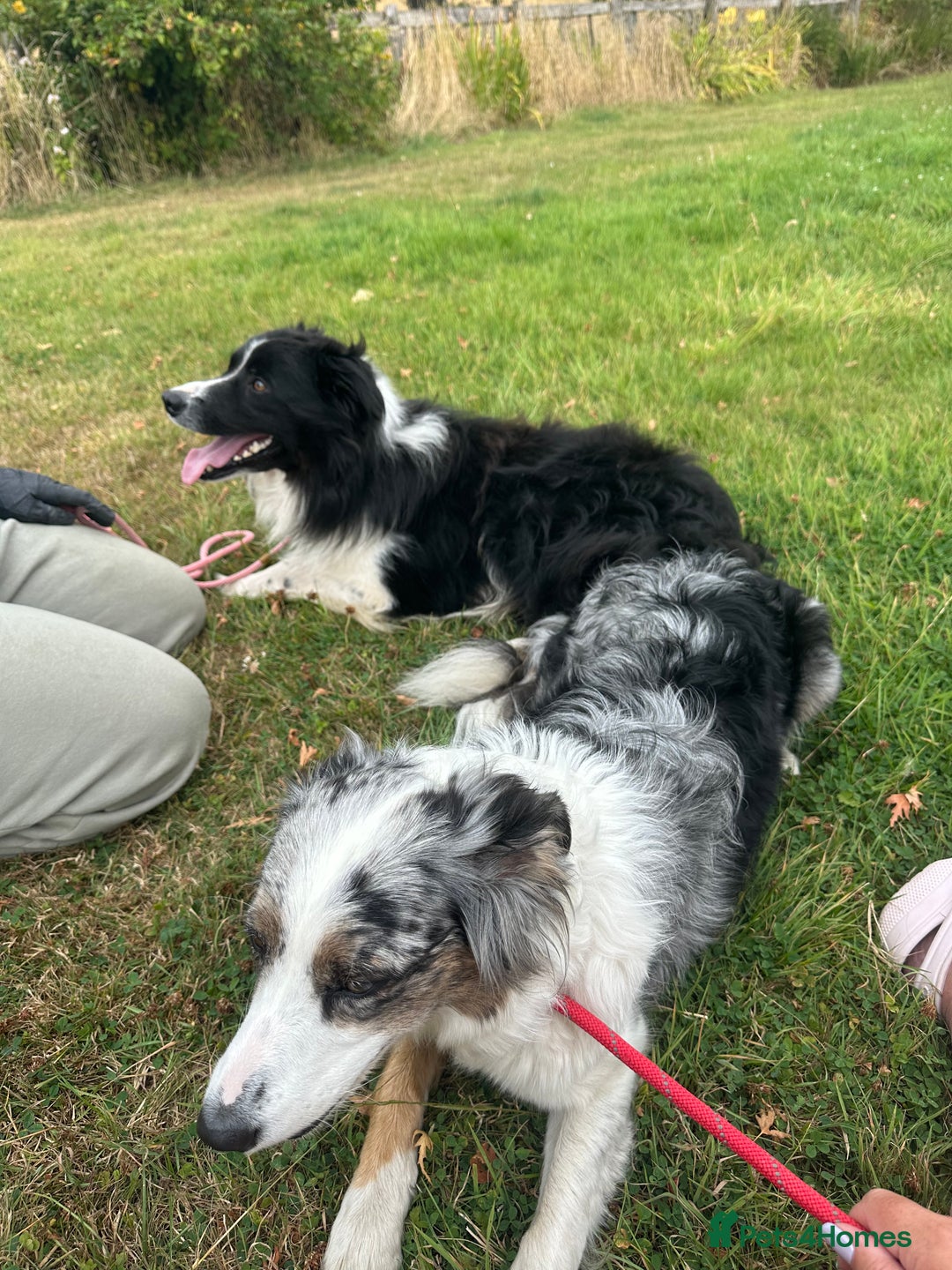 Border Collie dogs for sale: Beautiful litter of 8 border collies puppies - Advert 6