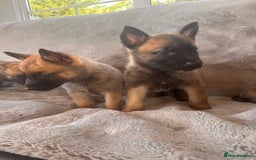 Belgian Shepherd Dog dogs for sale: Dutch Herder Puppies  - Image 13