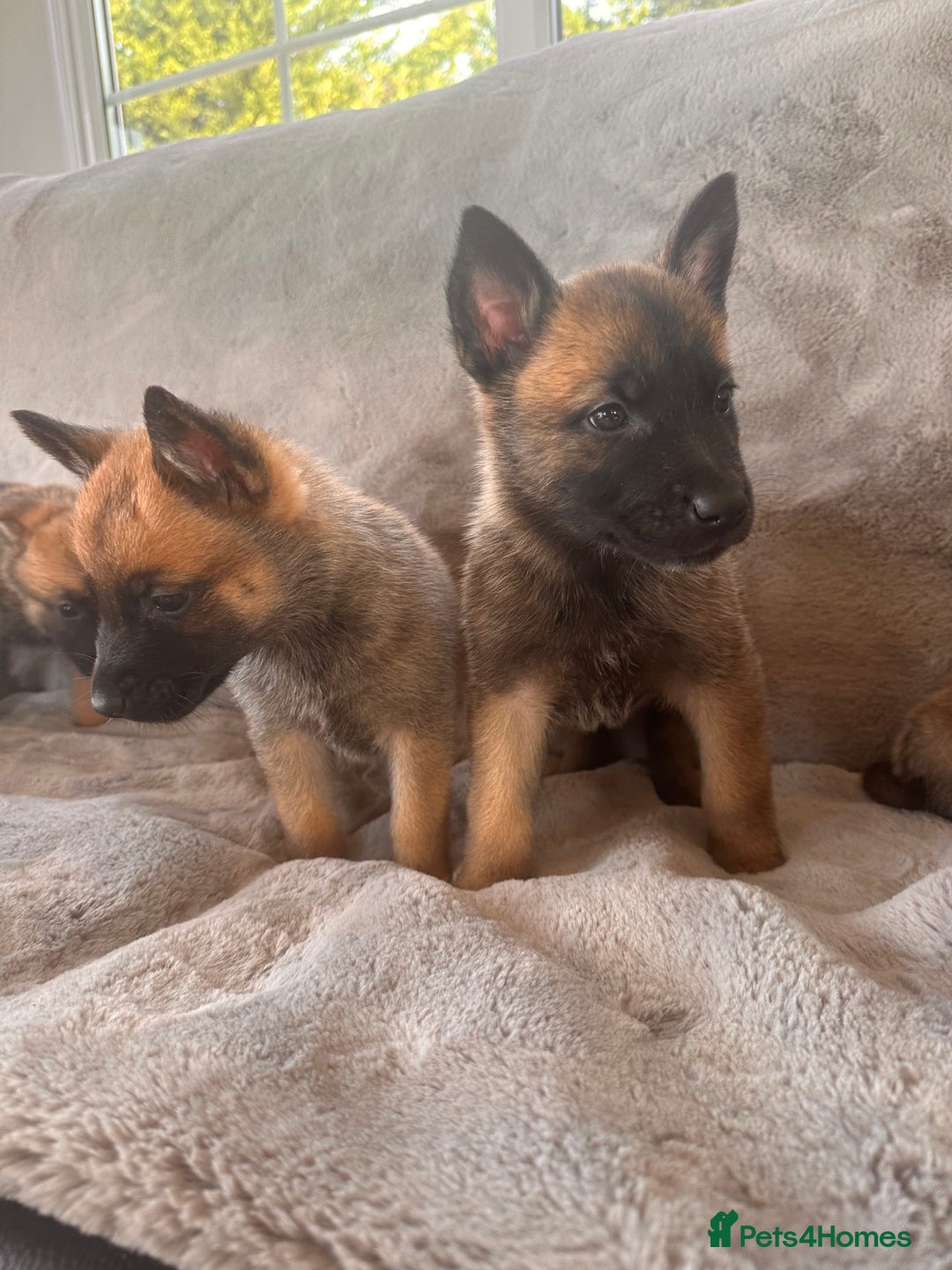 Belgian Shepherd Dog dogs for sale: Dutch Herder Puppies  - Image 13