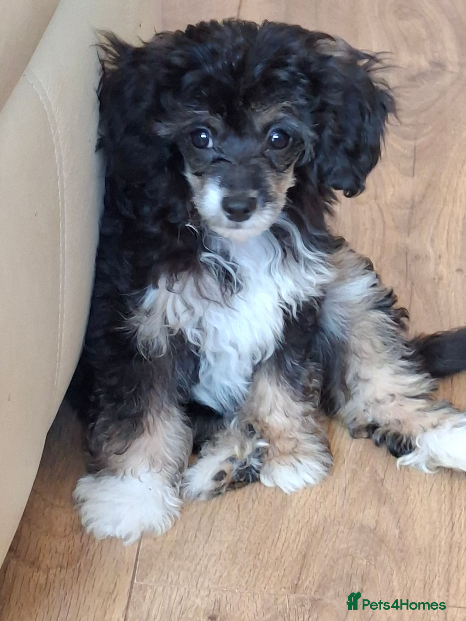 Mixed Breed dogs Stunning small papipoos/ papillon  x toy poodle - Advert 1