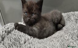 Mixed Breed cats for sale: 4 Adorable Kittens  - Image 16