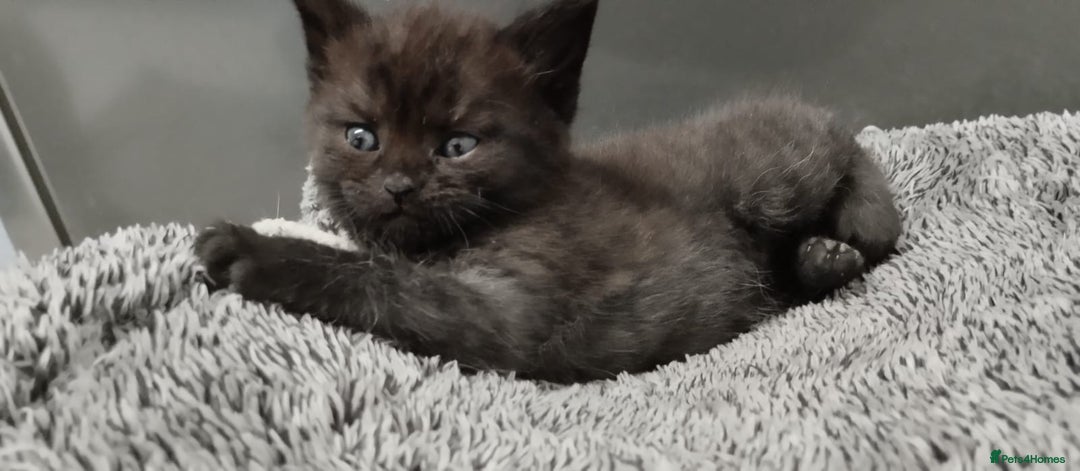 Mixed Breed cats for sale: 4 Adorable Kittens  - Image 16