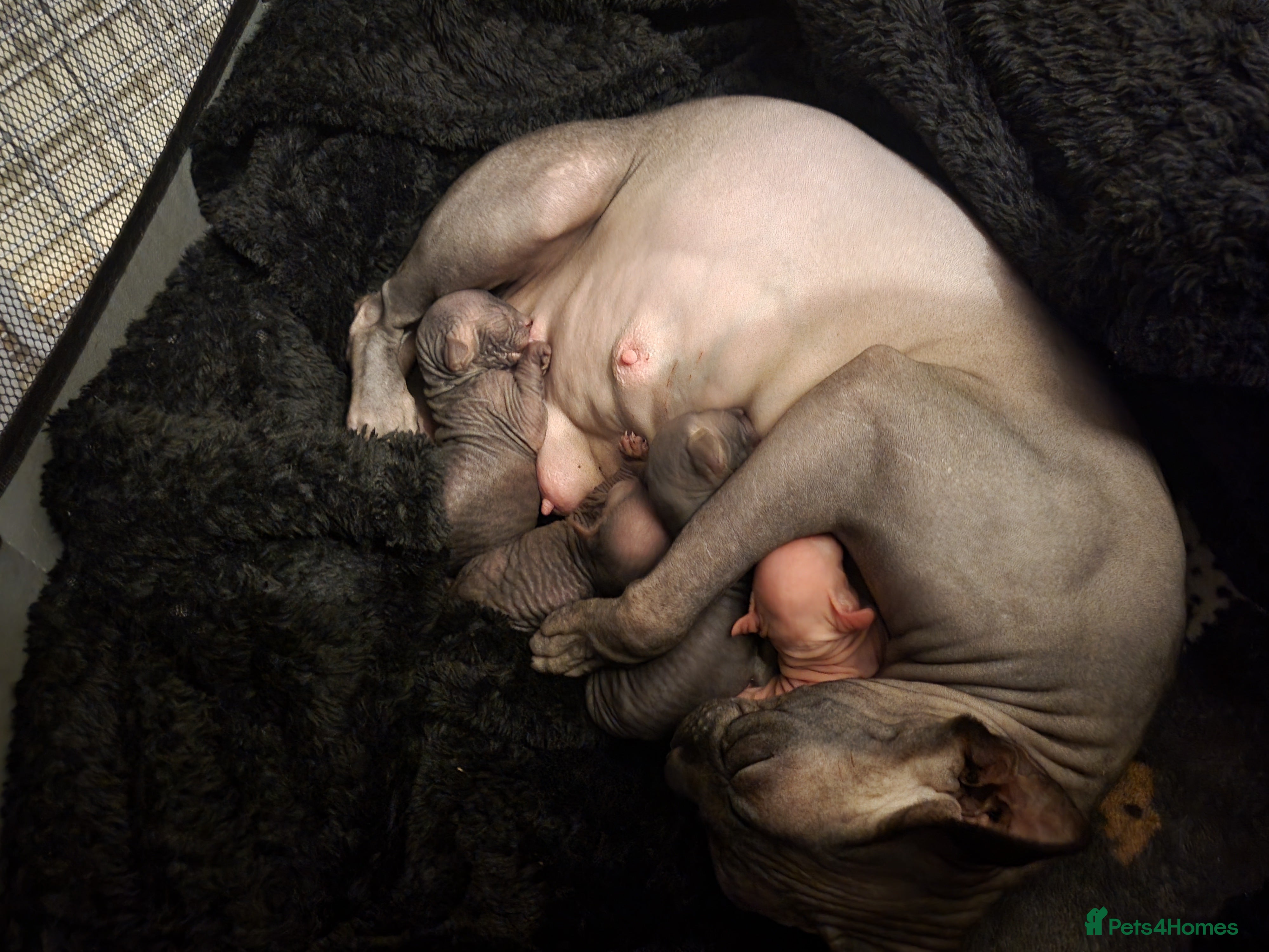Sphynx cats Sphynx girls and boy elf 🐾🐾 - Advert 1